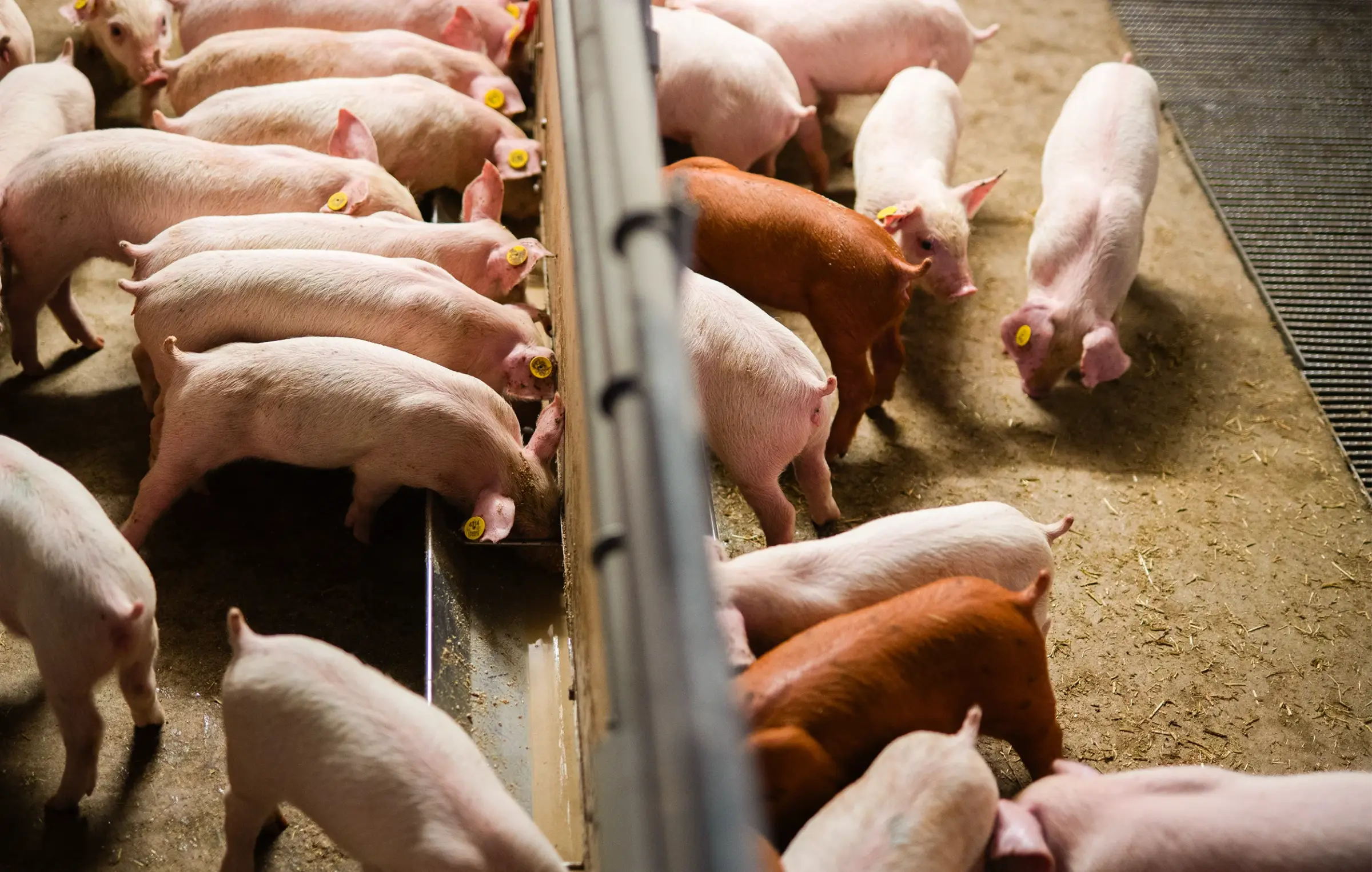 Assortiment Varken - Varkens in stal
