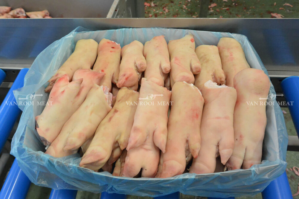 Front Feet-12