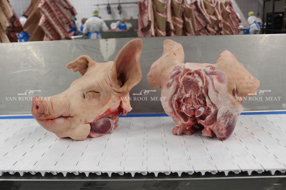 Head with Ears-9