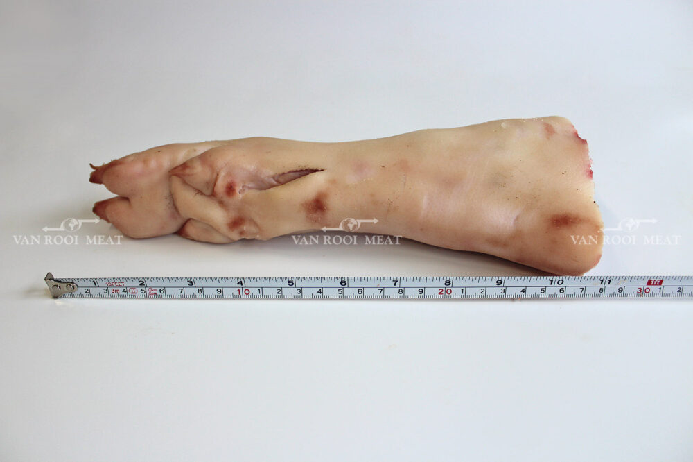 Hind Feet-6