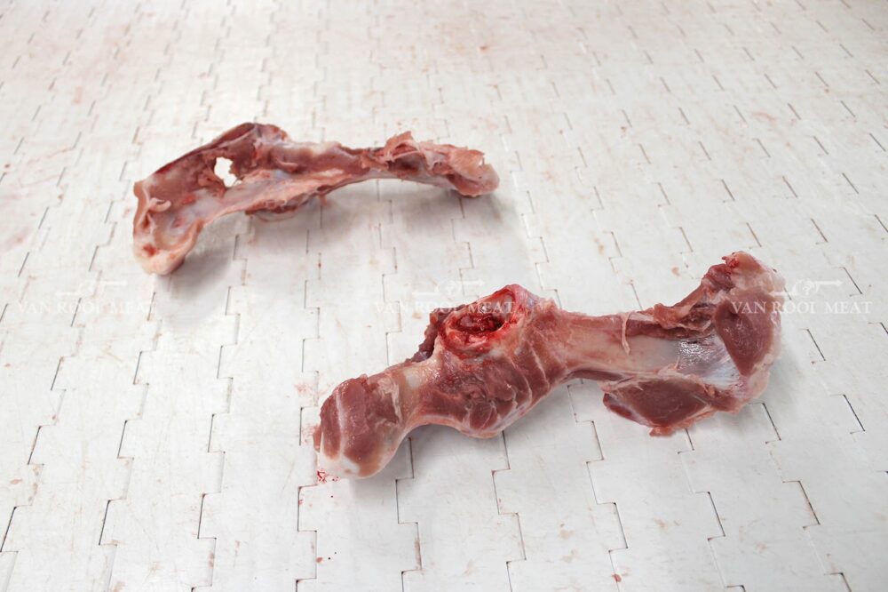 Hip Bone-5 - Copy