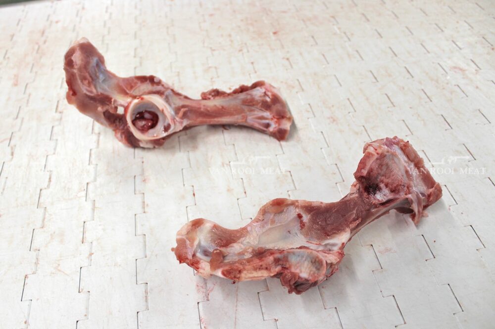 Hip Bone-6 - Copy
