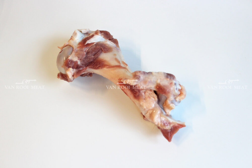 Humerus Bone-1