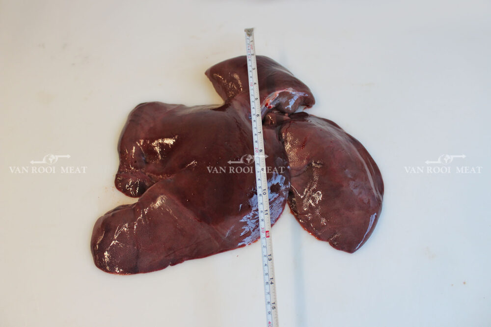 Liver-6