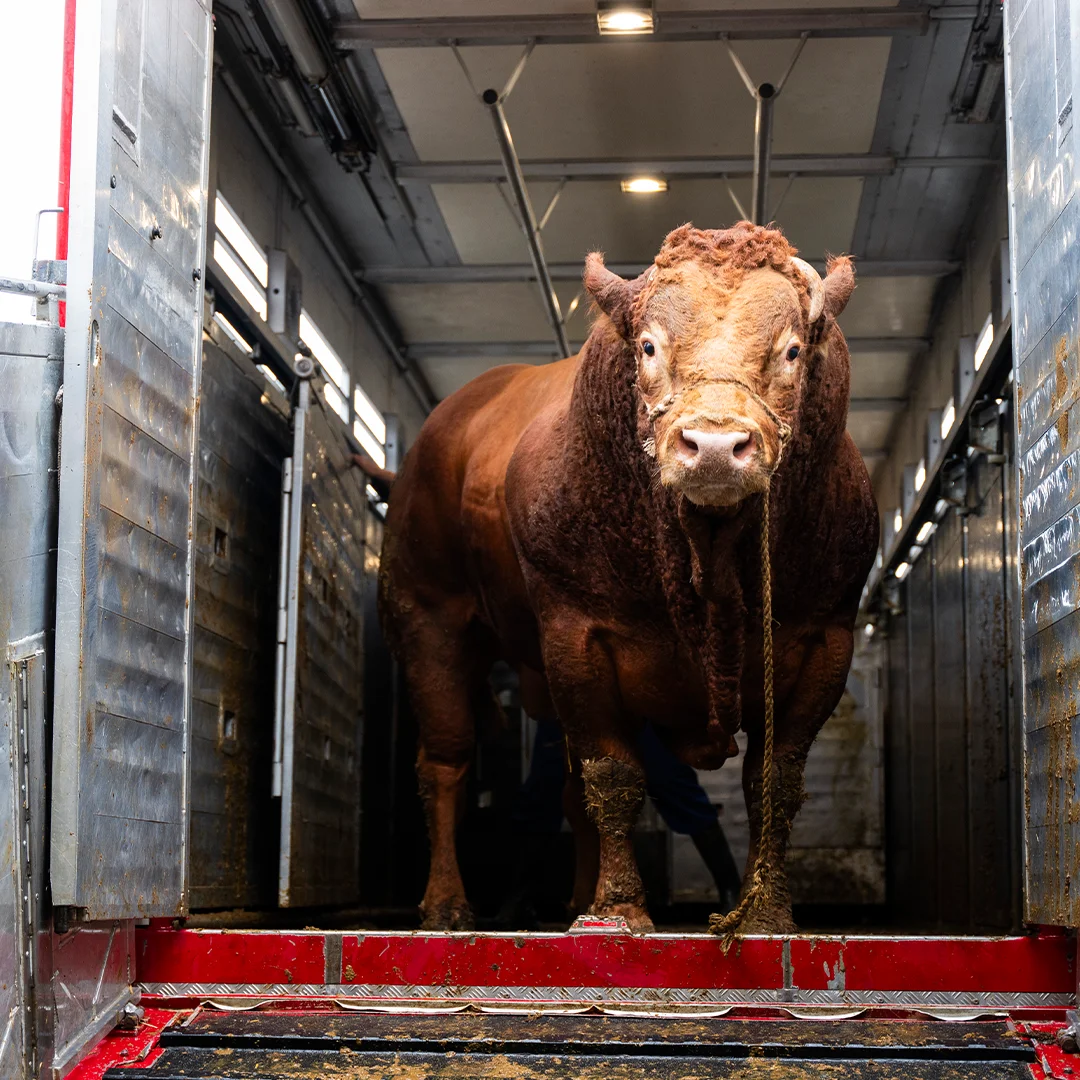vanrooi-beef-transport-trailer