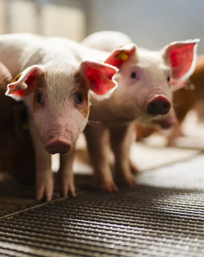 vanrooi-biggen-carousel