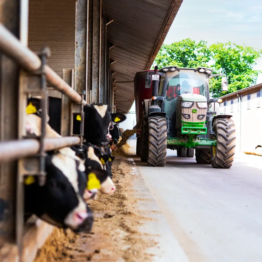 vanrooi-koeien-tractor-buiten