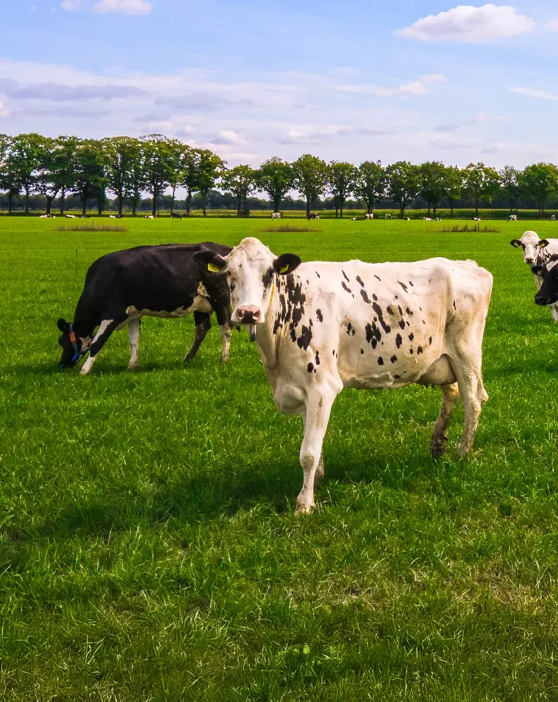 vanrooi-rund-header-staand2