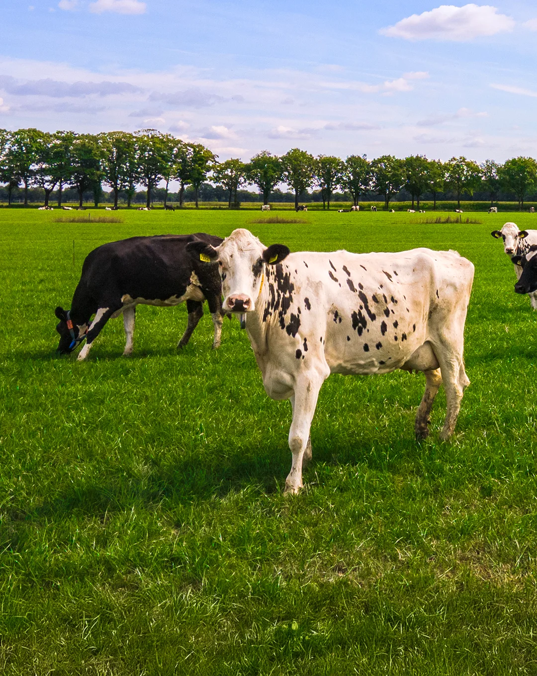vanrooi-rund-header-staand2