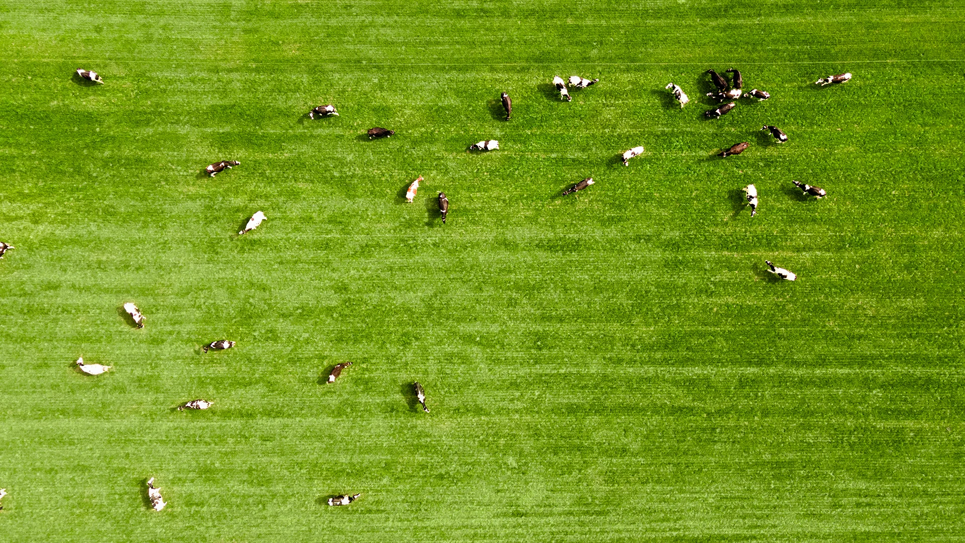 vanrooi-rund-weiland-drone