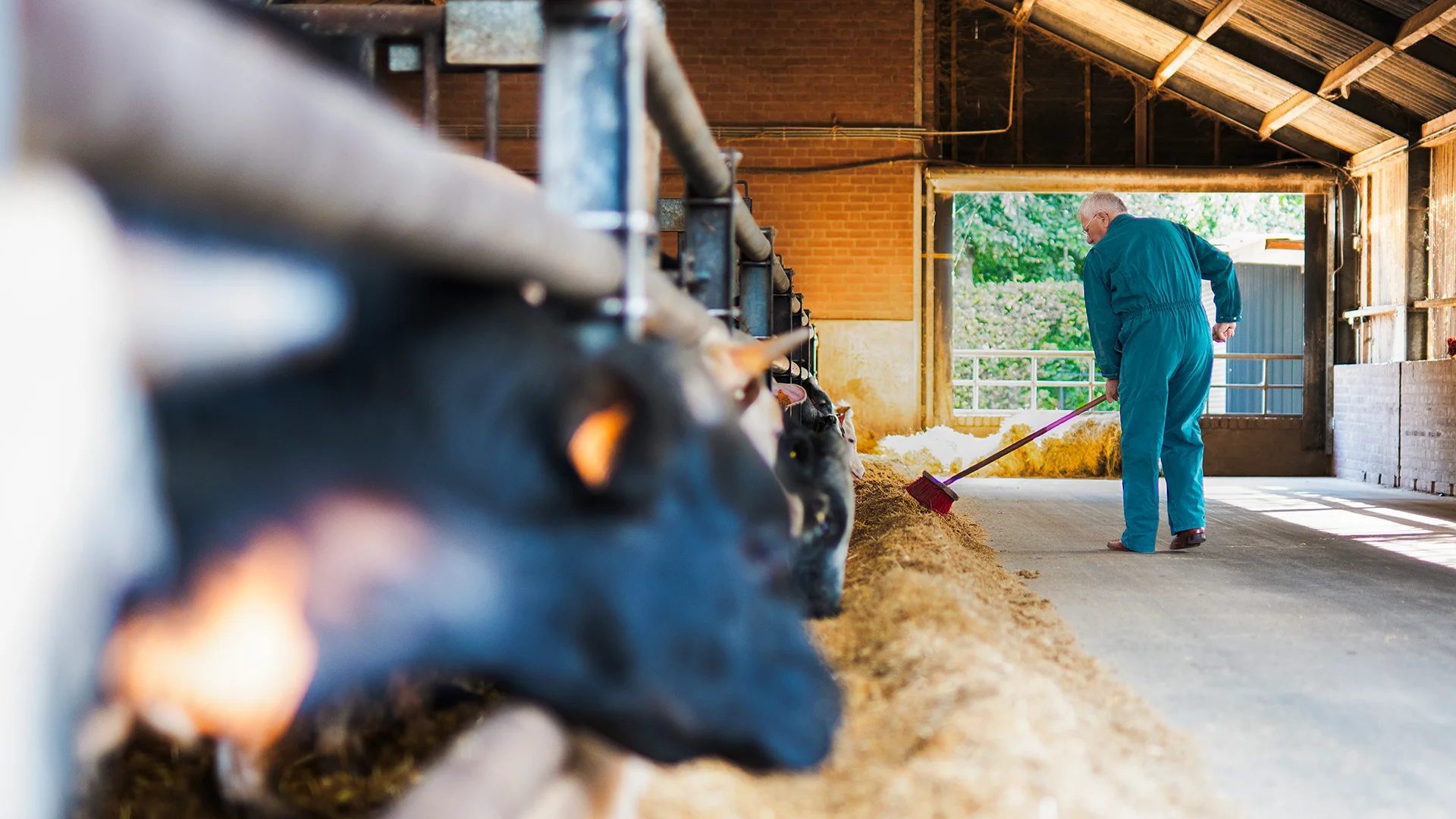 vanrooi-rundveehouder-stal2-1920x1080px