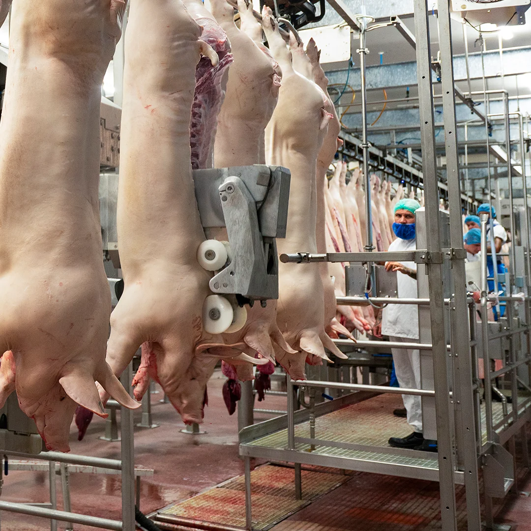 vanrooi-varkens-verwerkingslijn-vierkant